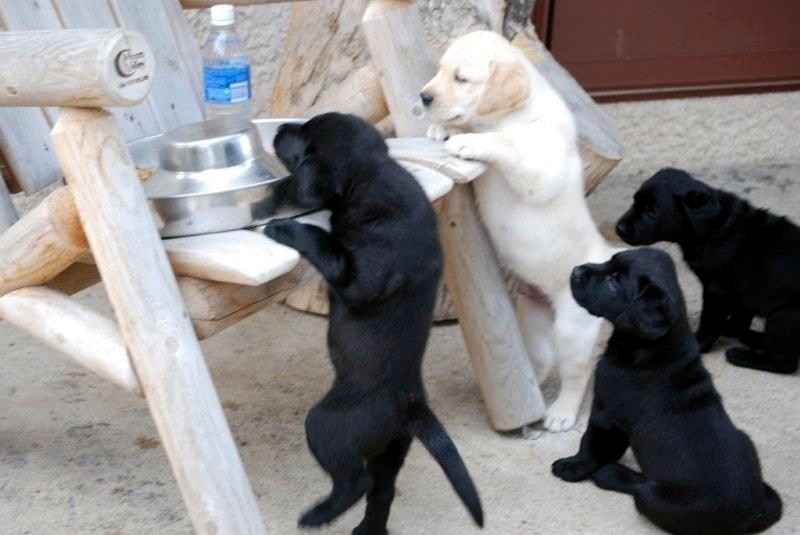 [puppies+going+for+food.JPG]