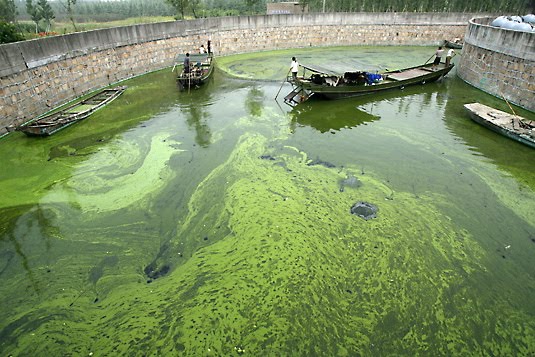 [*algae.jpg]