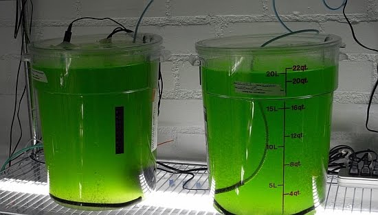 [*algae-fuel_2_sa9Ly_69.jpg]