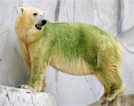 [*algae-bear.jpg]