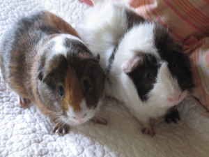 Adopt a Guinea Pig in VA/MD/DC: VA-Craigslist-Herndon ...