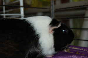 Adopt a Guinea Pig in PA/NJ/NY/WV: NY-Craigslist ...