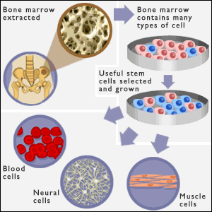 Adult Stem Cell Success 22