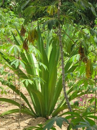 Yuca y Maguey