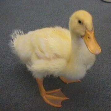 Duck Pictures and Facts Duck Pictures and Facts