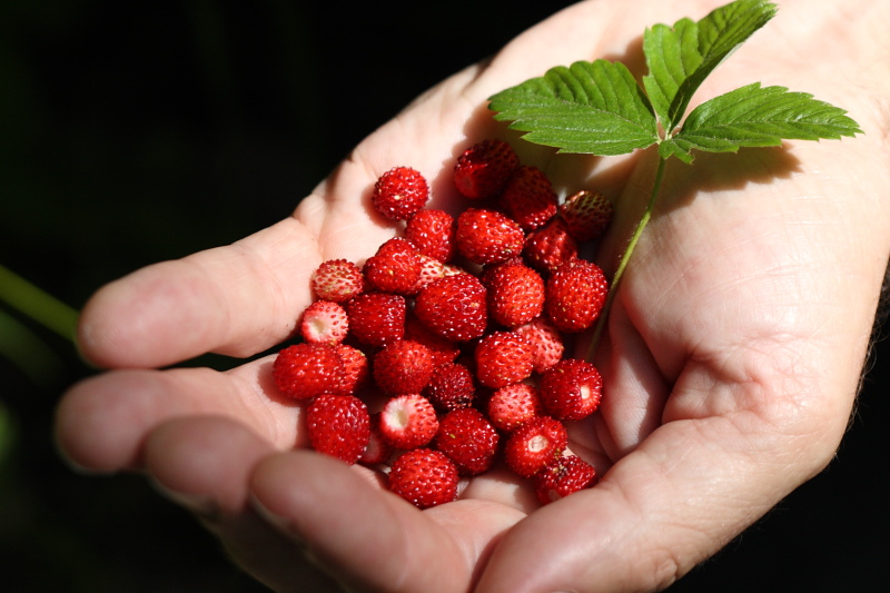 guavablossom My summer in Europe... wild strawberries in Germany