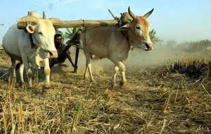 CVPS Cow Power Program For production of Electricity<br />
