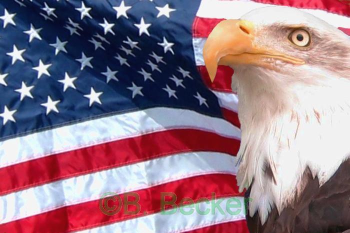 american flag eagle wallpaper. american flag background with eagle. american flag eagle wallpaper.
