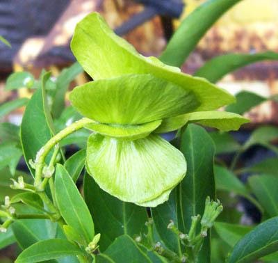 Premiere Landscape, Inc. Mascagnia macroptera