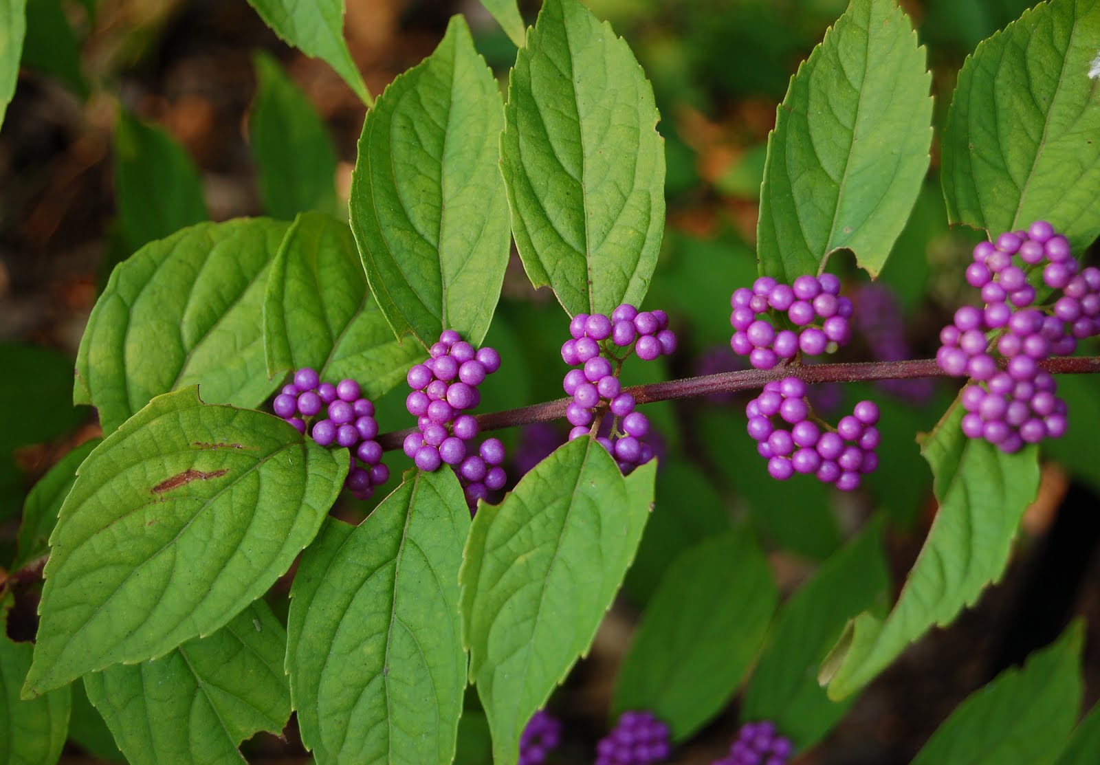 Premiere Landscape, Inc. Callicarpa dichotoma �Early Premiere Landscape, Inc. Callicarpa dichotoma �Early