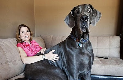 giant dog