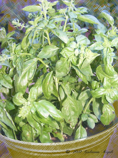 Photo of Sweet Basil Growing in Container Garden