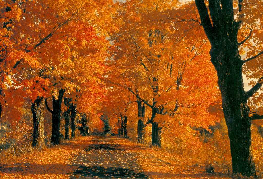 MusicArteTv • Leggi argomento - Video e Immagini d'autunno