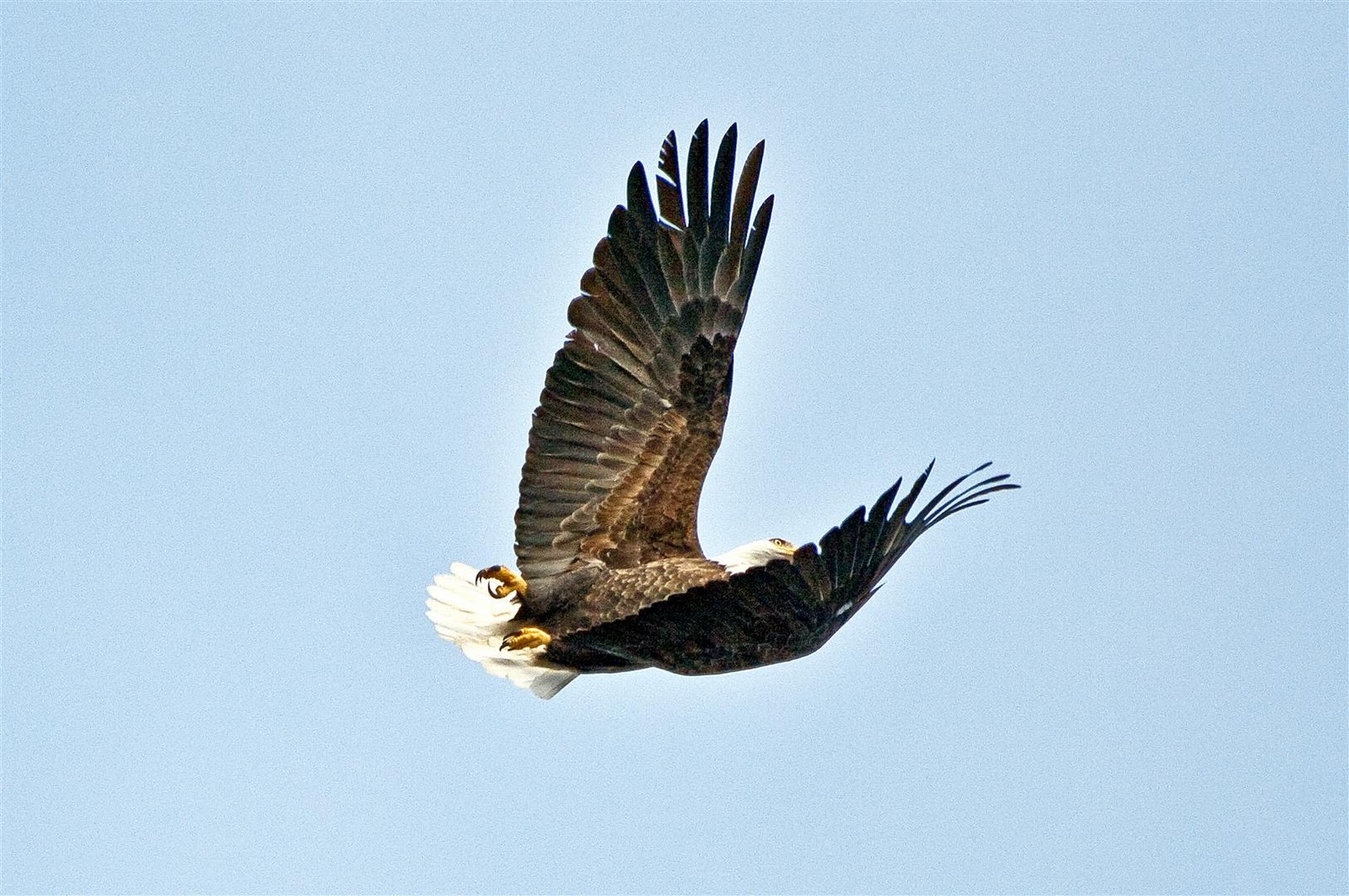 Wild in Pictures Bald Eagles on Jan 5