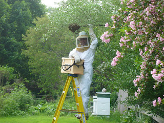 rob deichert collecting swarm of honey bees