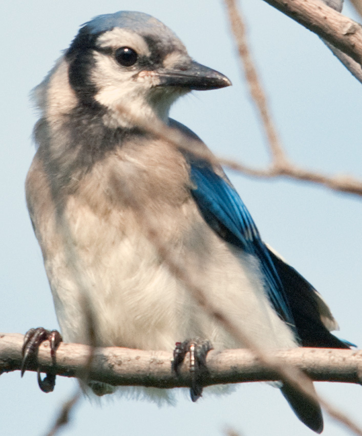Me, Boomer and The Vermilon River: The Same Family: Blue Jays, Ravens