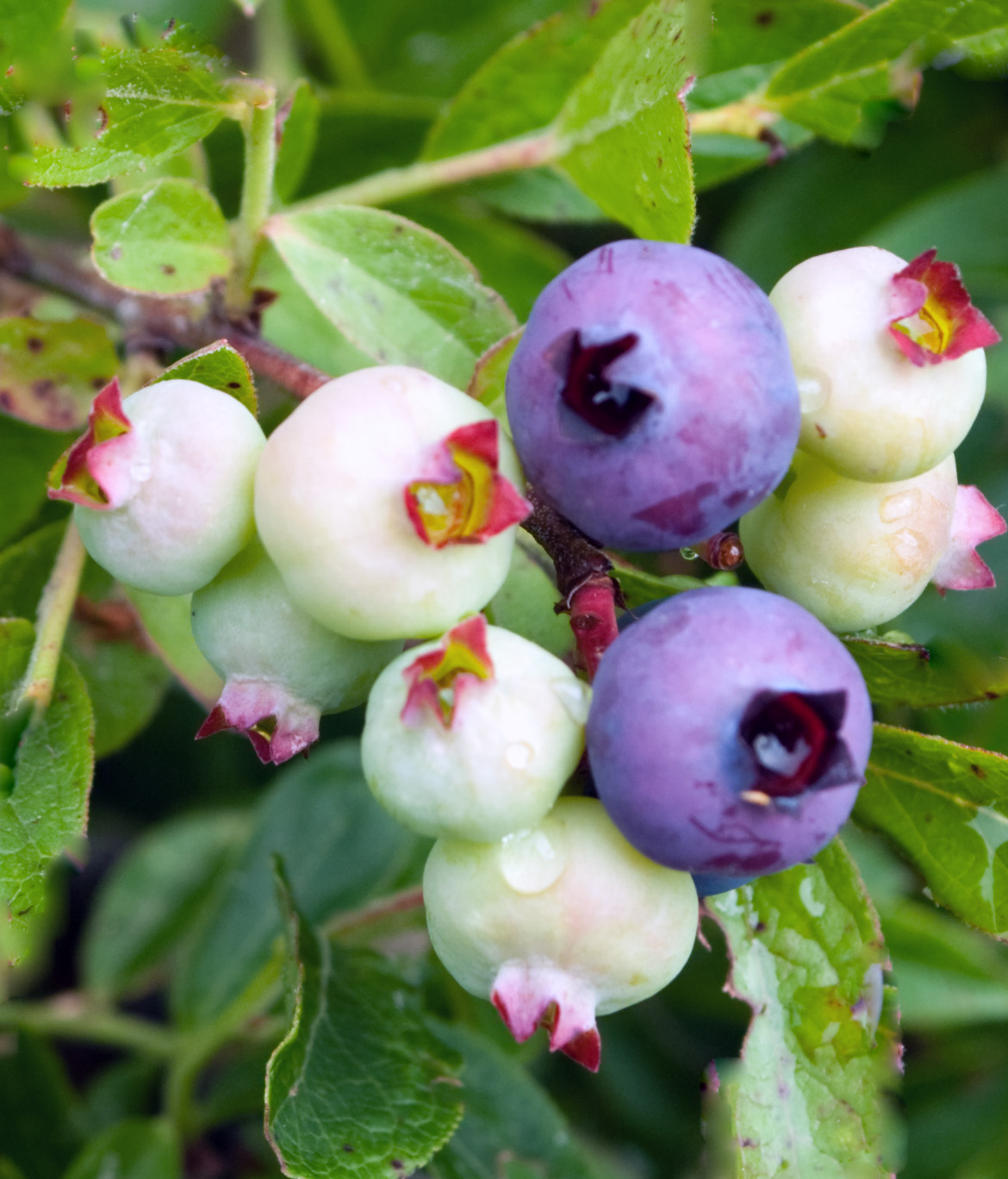 Me, Boomer and The Vermilon River The Edible Berries.