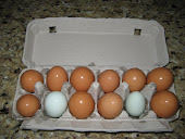 Our blue and brown eggs