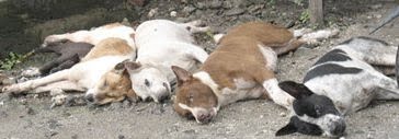 Help me to Save some Bali Dogs