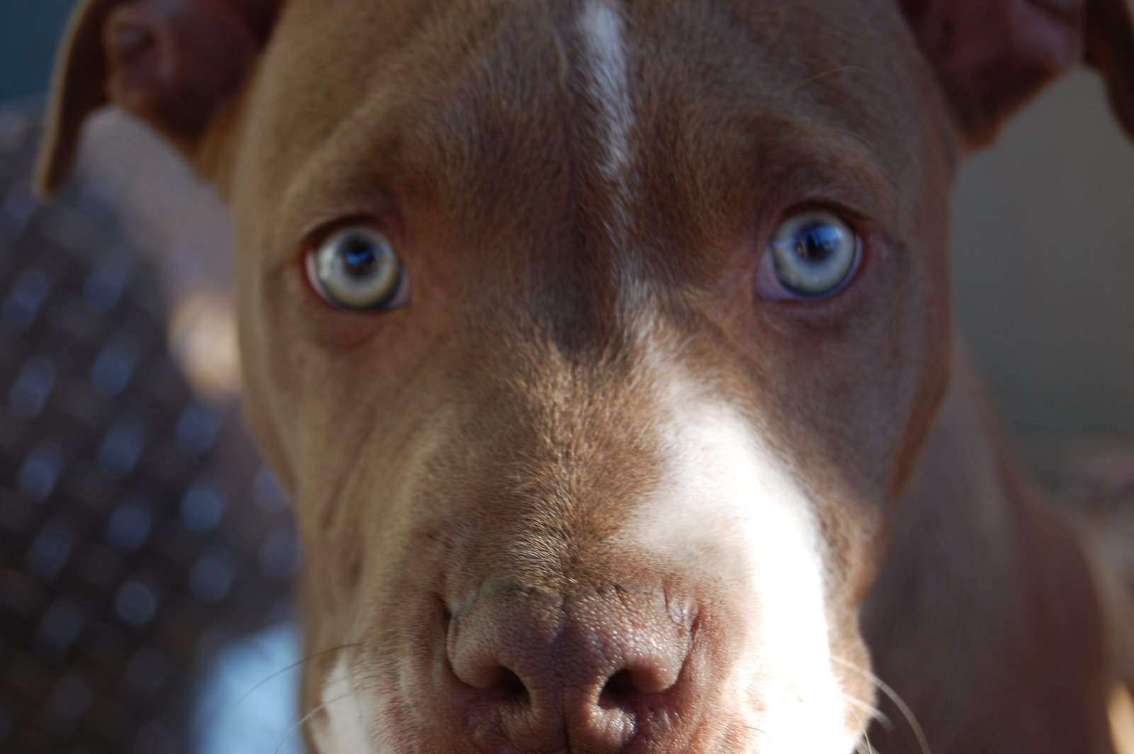 Brown Pitbull Puppy