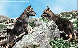 [Two_small_wolfs.jpg]