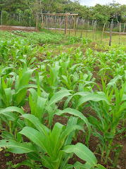 Corn & Beans - can't beat that!