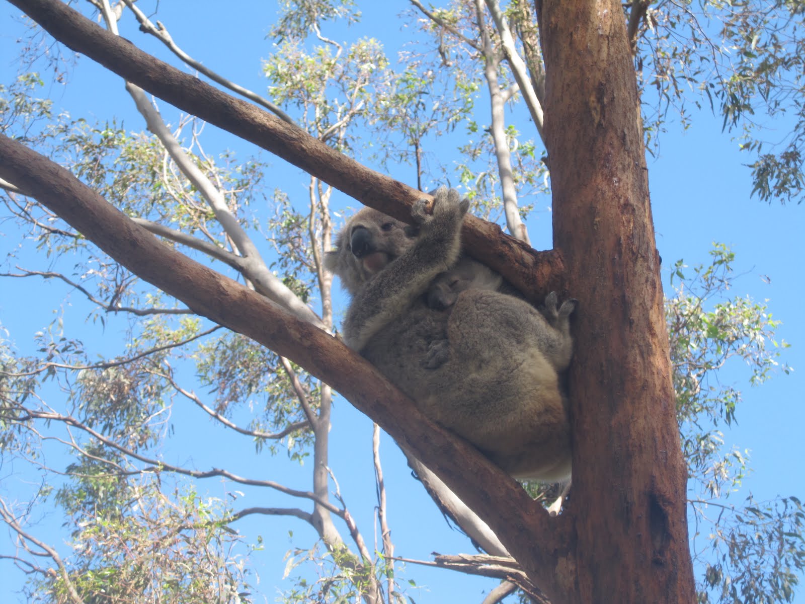 EarthBuzz.Donahue Wombat, Kangaroo, & Koala Bears!