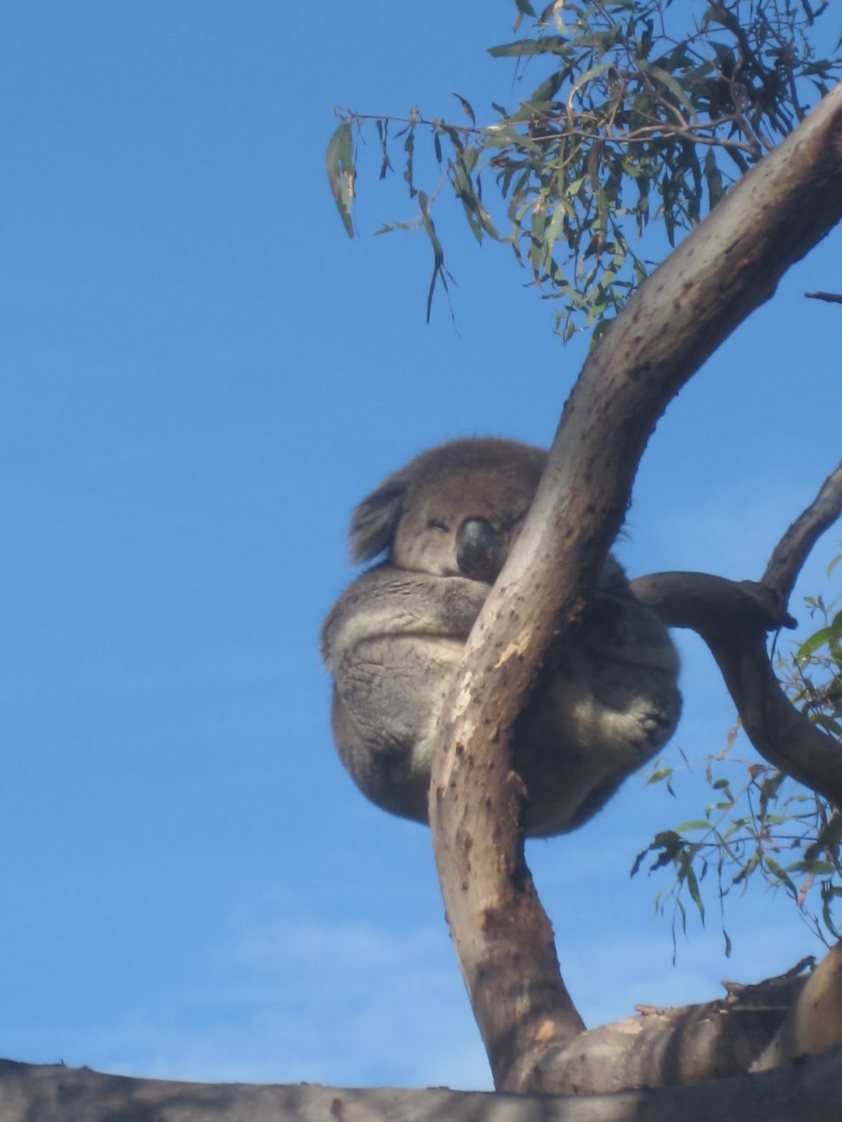 EarthBuzz.Donahue Wombat, Kangaroo, & Koala Bears!
