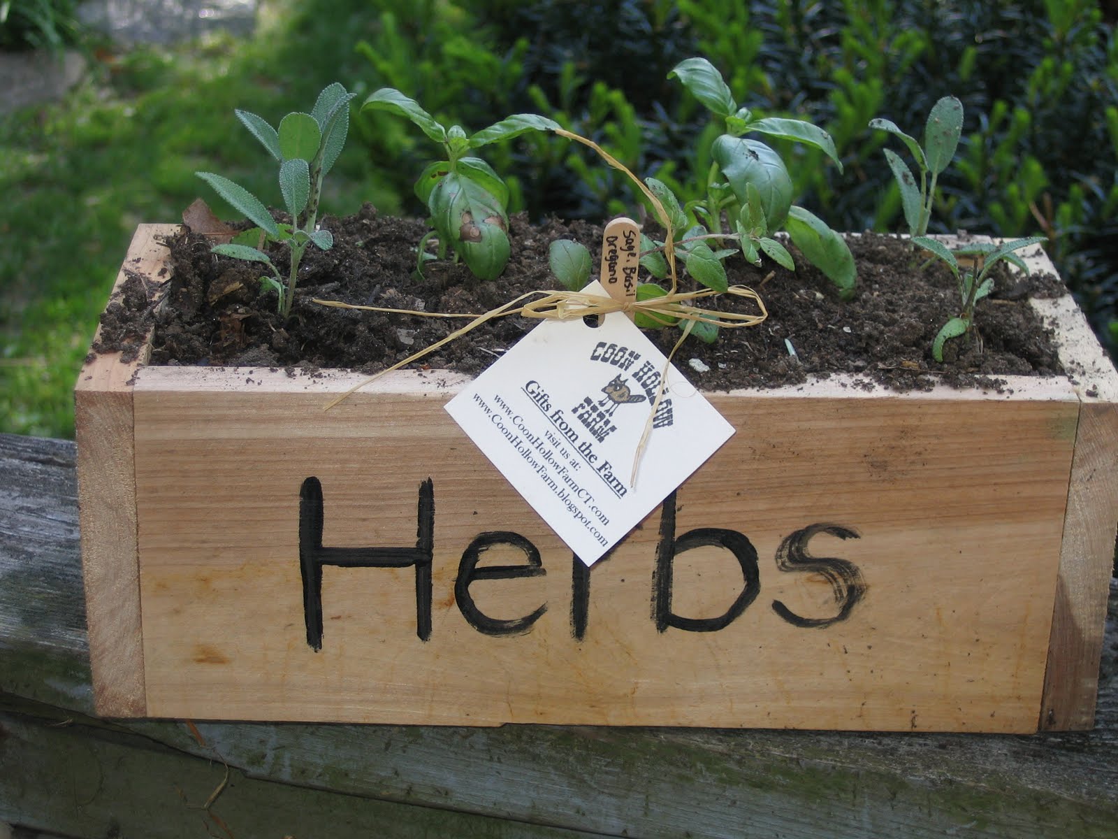 Coon Hollow Farm Herb Window Boxes for Sale