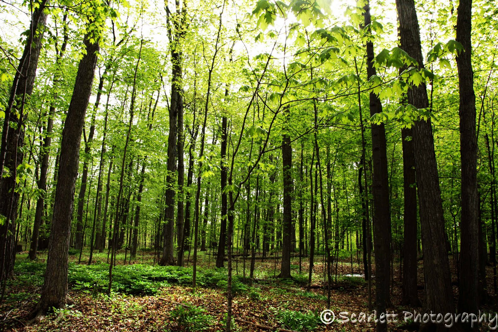 Rebekah Key Photography The Sacred Grove