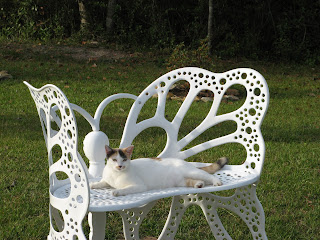 pink butterfly chair