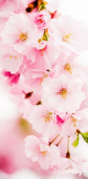 Apple Blossom