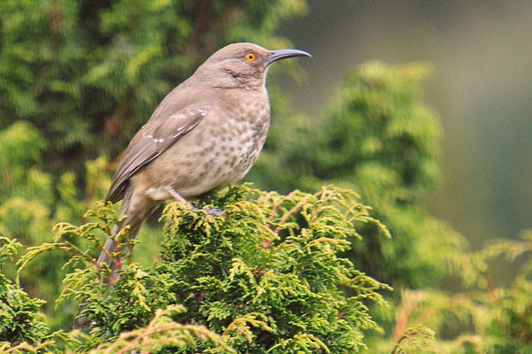 [mexico-sierra-chincua-curve-billed-thrasher.jpg]