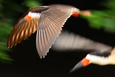 [skimm_fly.jpg]