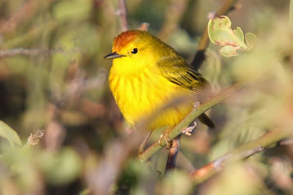 [GI_2009_yellow-warbler.jpg]