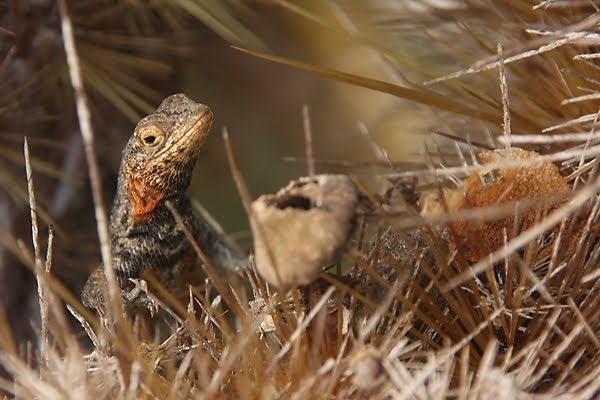 [GI_2009_SP_lizard.jpg]