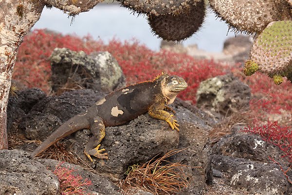 [GI_2009_SP_iguana.jpg]