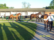 Horses at the paddock