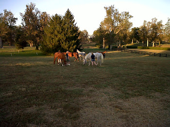 Horses grazing on the track