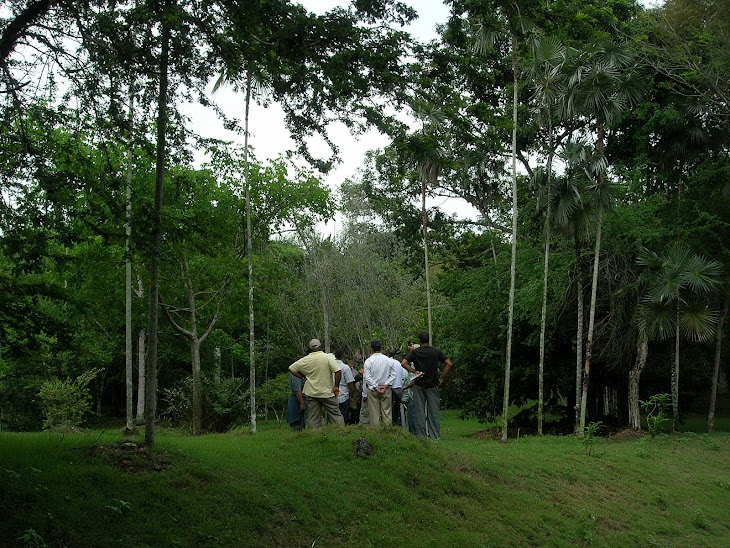 Flora apícola