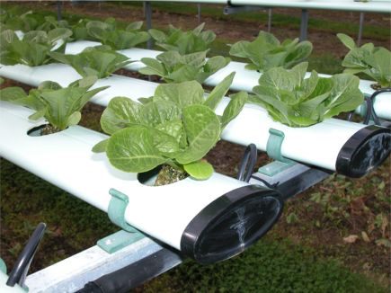 [hydroponics3.jpg]