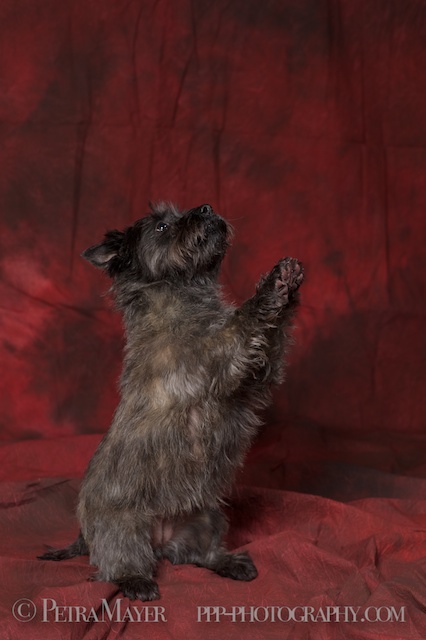 Maei Dog Food Maei Dog Food