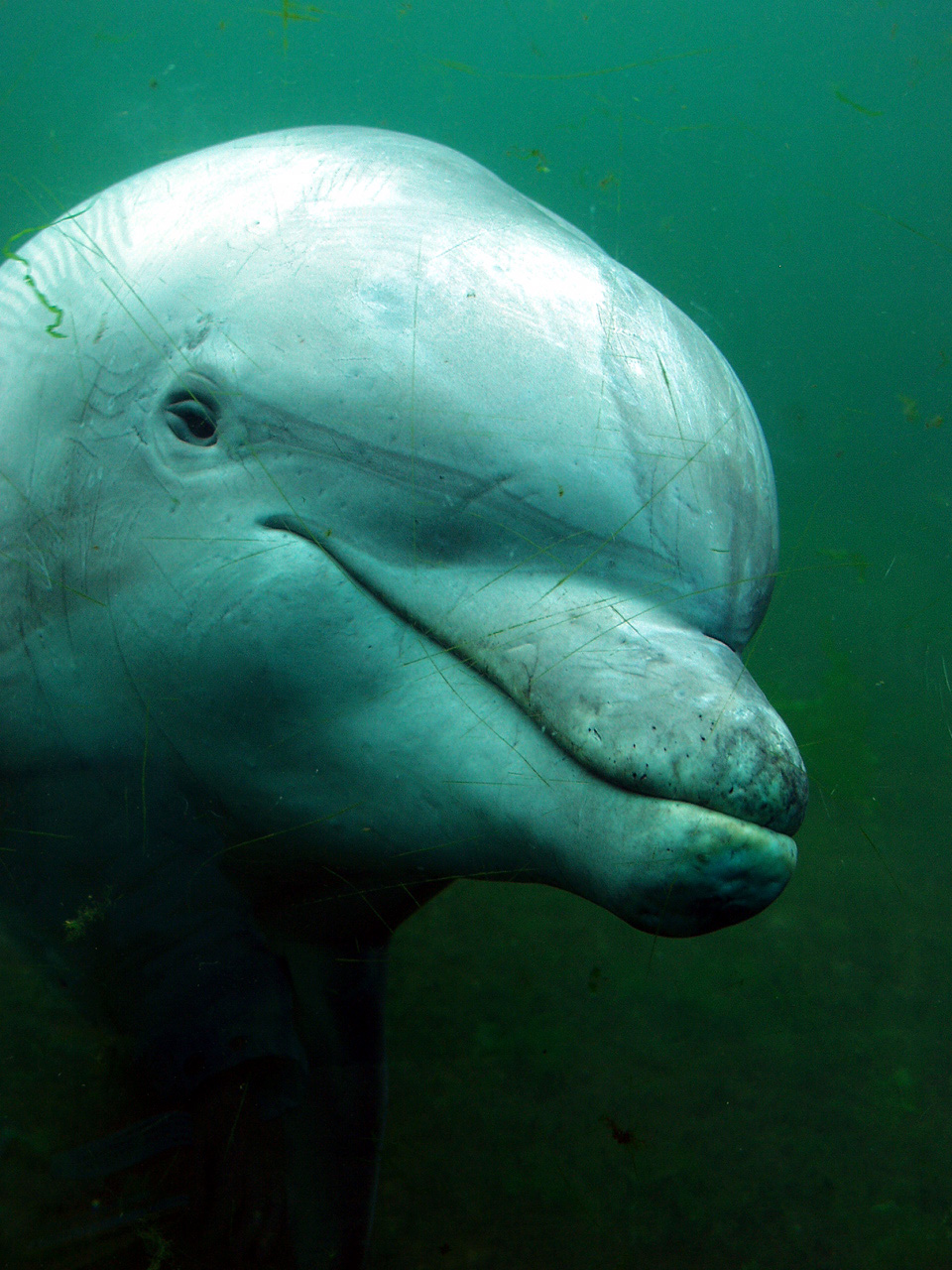 [dolphin.jpg]