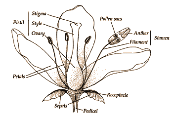 complete flower parts