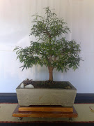 Bonsai - Caliandra