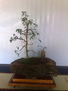 Pre-bonsai - Ficus