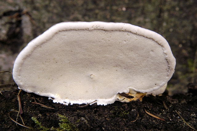 Fomitopsis