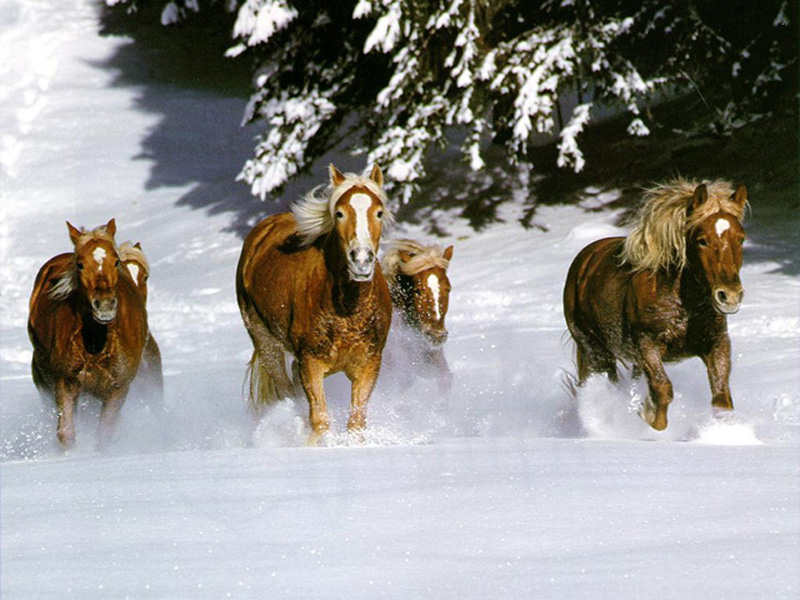 [caballos+por+la+nieve.jpg]