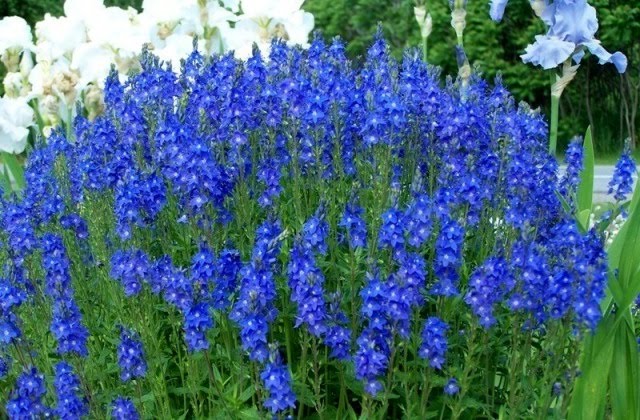 Blue Veronica Flowers
