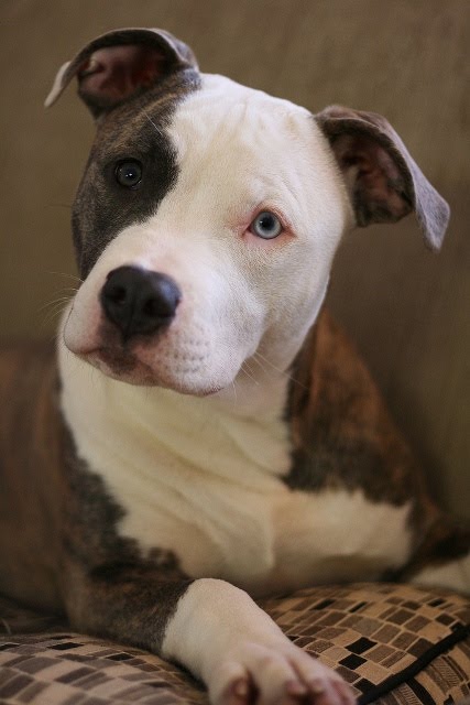 solitary dog sculptor i animals dogs perros pit bull data english castellano links to others languages ricardo marcenaro words palabras